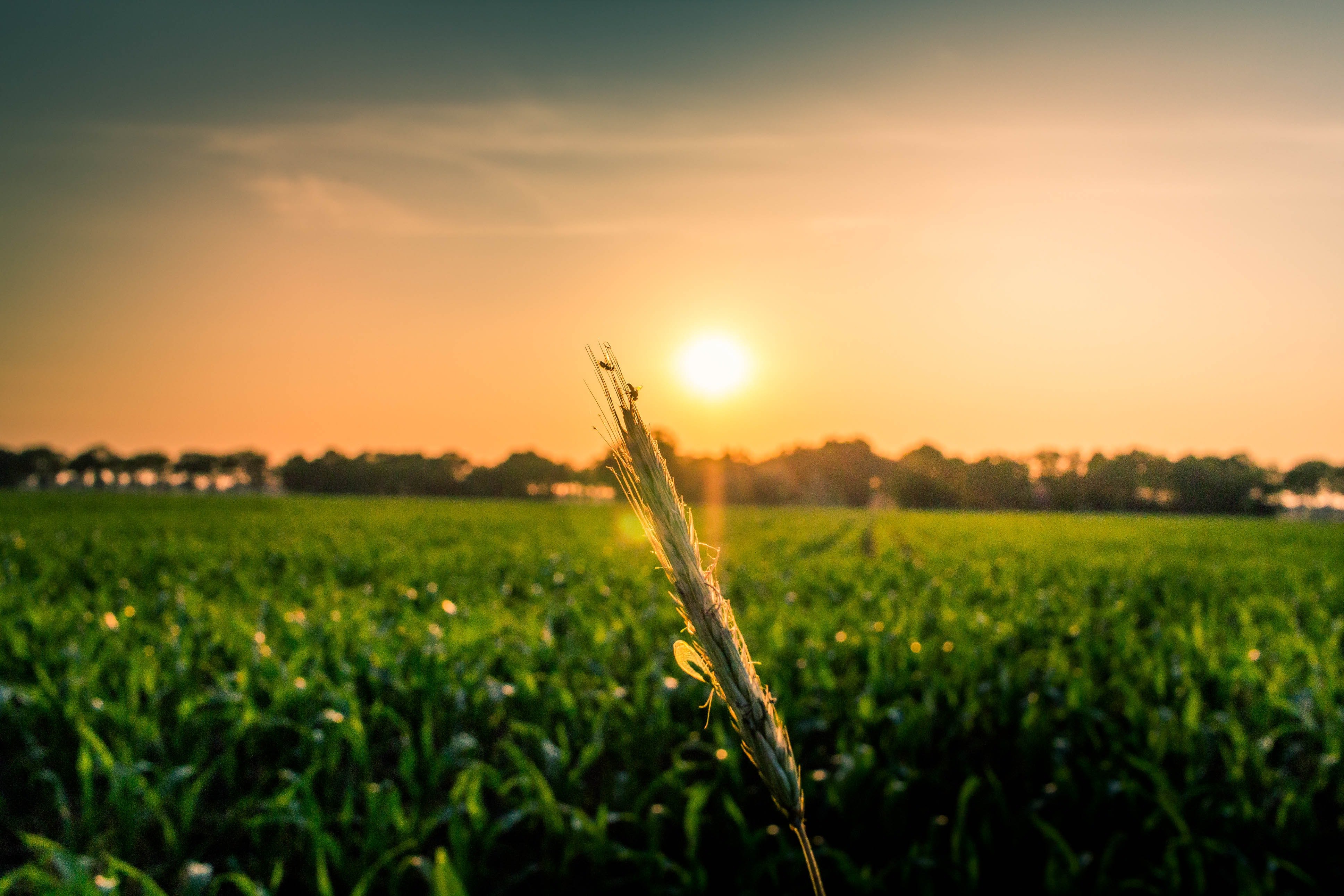 A close-up shot of a ear of wheat against a sunset